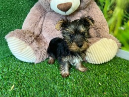 Yorkshire Terrier Puppy for sale